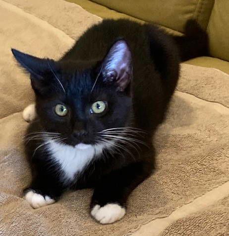 Enlarge Trixie & Cry Baby, a Adoptable mixed breed in Long Beach, CA image 2/3