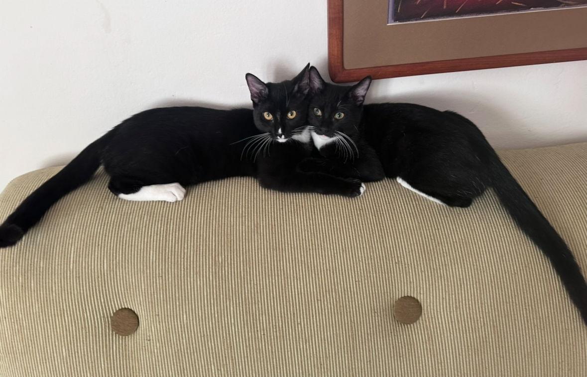 Enlarge Trixie & Cry Baby, a Adoptable mixed breed in Long Beach, CA image 3/3