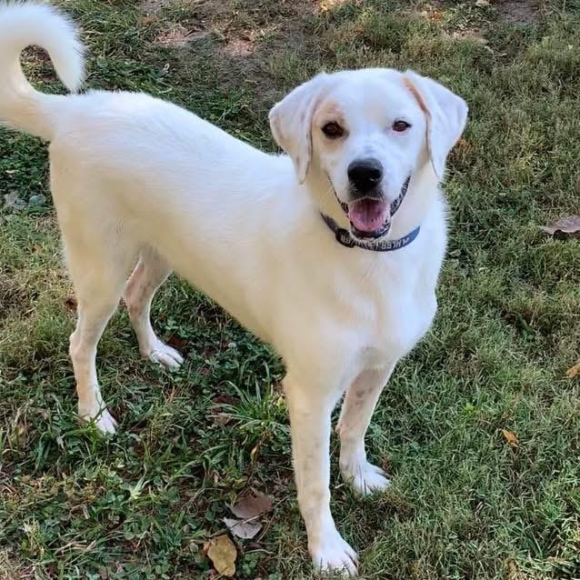 Enlarge Jackson, a Adoptable mixed breed in Godfrey, IL image 1/1