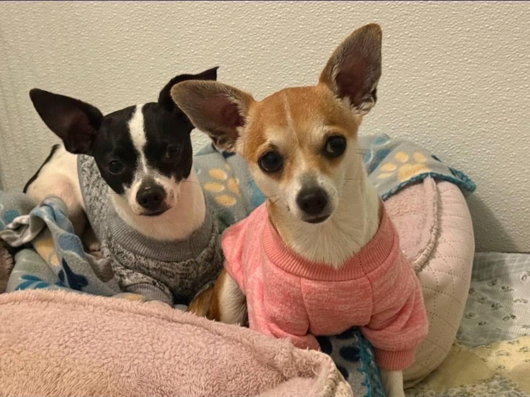 Little J & Riley