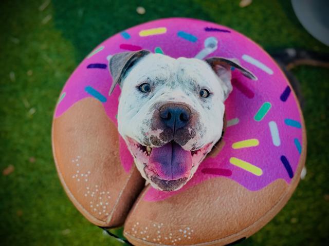 MOCHA, Adoptable, Young Female American Staffordshire Terrier.