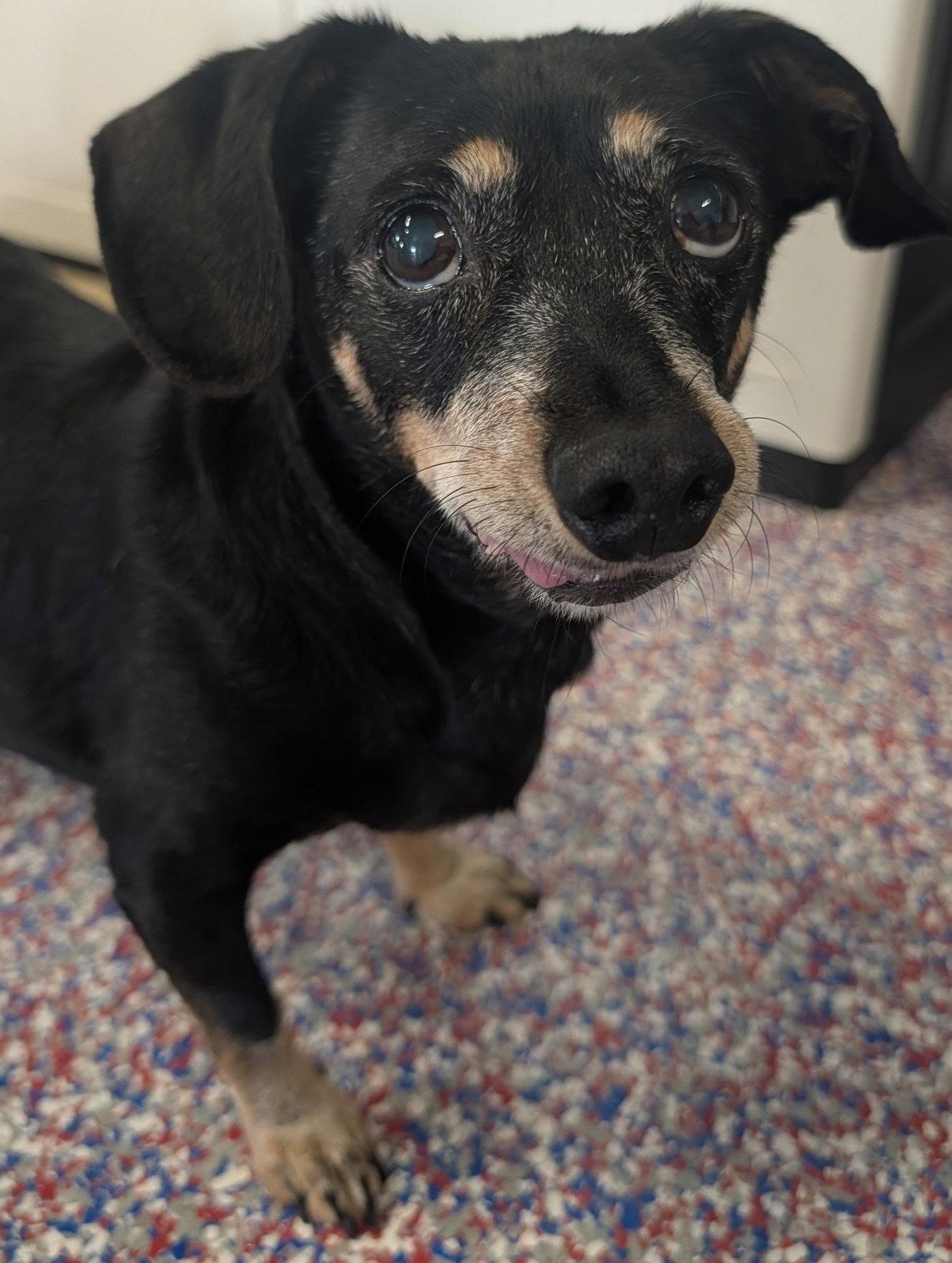 Otto in NC, Adoptable, Senior Male Dachshund & Chihuahua.