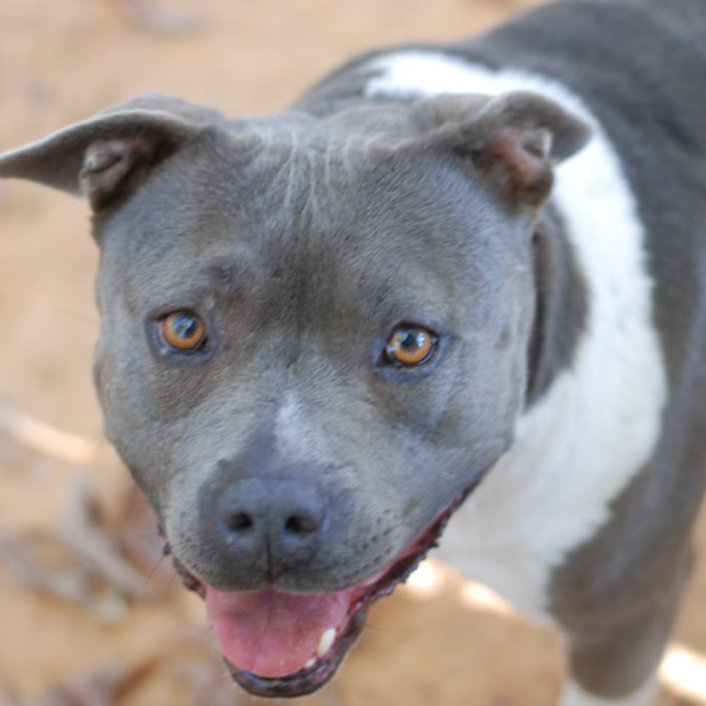 Enlarge Sage, a Adoptable American Staffordshire Terrier in Anderson , SC image 1/6