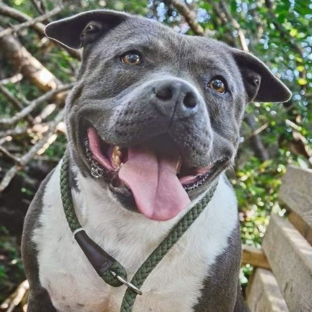 Enlarge Sage, a Adoptable American Staffordshire Terrier in Anderson , SC image 3/6