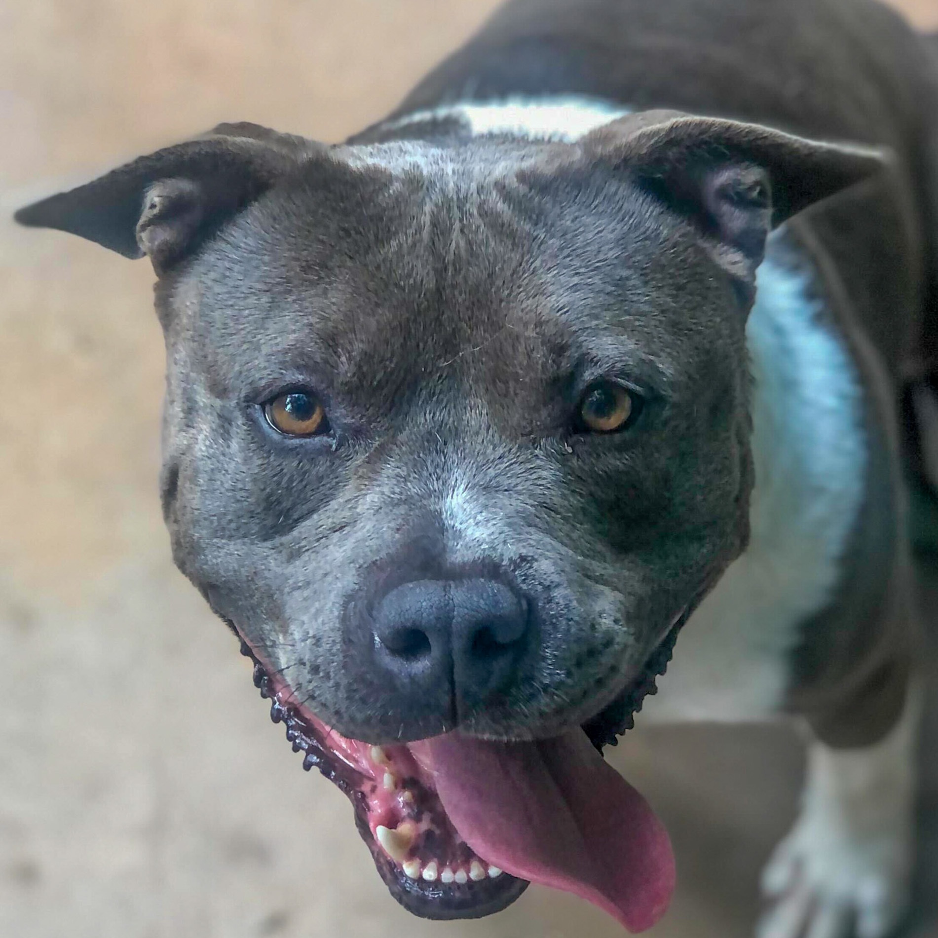 Enlarge Sage, a Adoptable American Staffordshire Terrier in Anderson , SC image 4/6