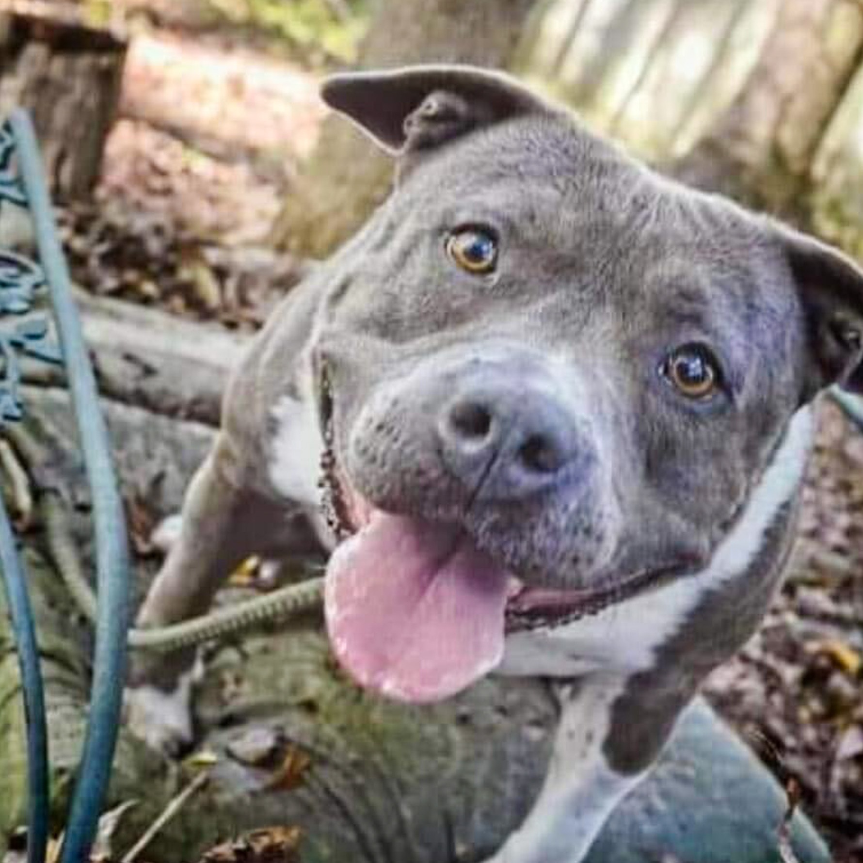 Enlarge Sage, a Adoptable American Staffordshire Terrier in Anderson , SC image 5/6