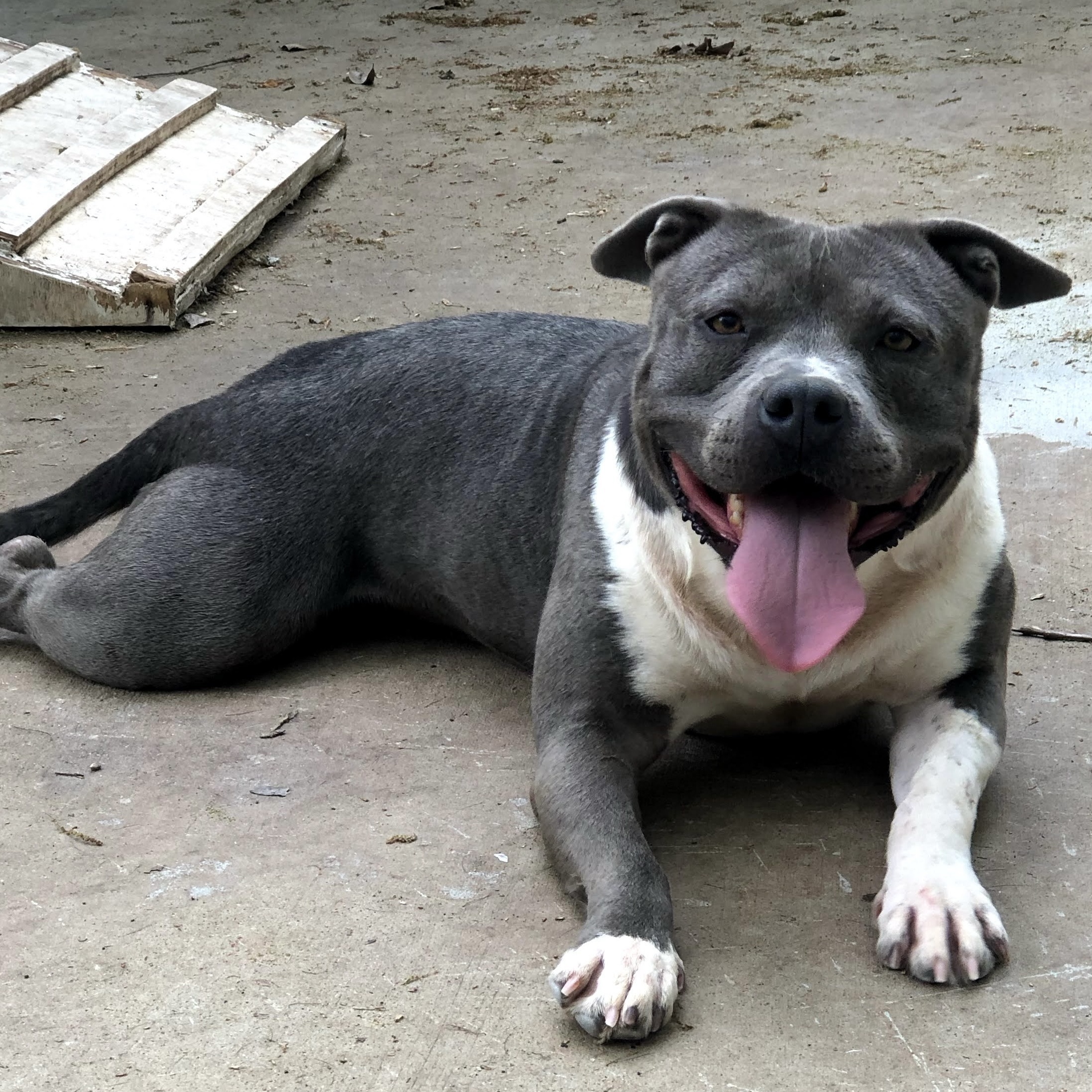 Enlarge Sage, a Adoptable American Staffordshire Terrier in Anderson , SC image 2/6