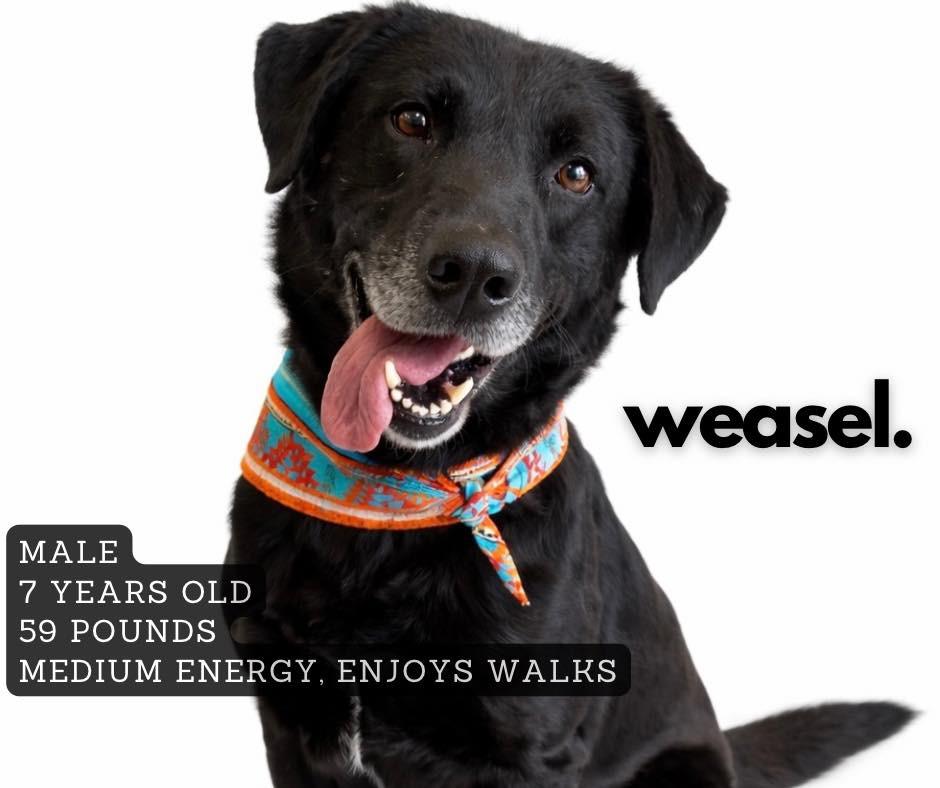 Weasel, Adoptable, Adult Male Retriever.