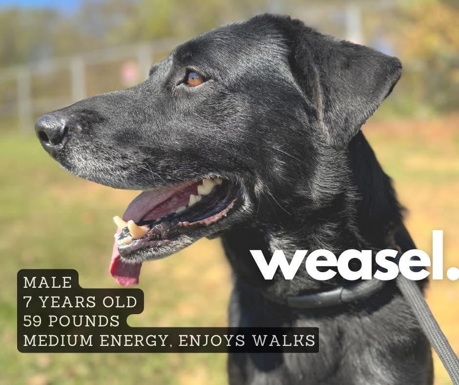 Weasel, a Adoptable Retriever in Ashland, KY image 2/2