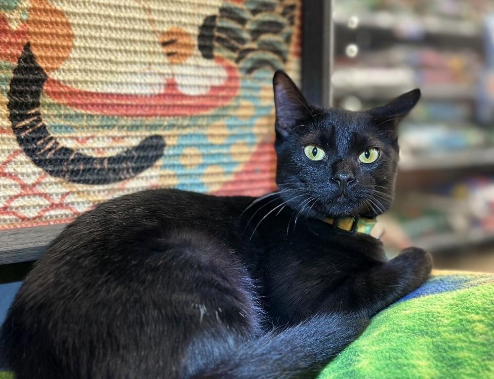 Enlarge Cordelia, a Adoptable Domestic Short Hair in Deland, FL image 1/4