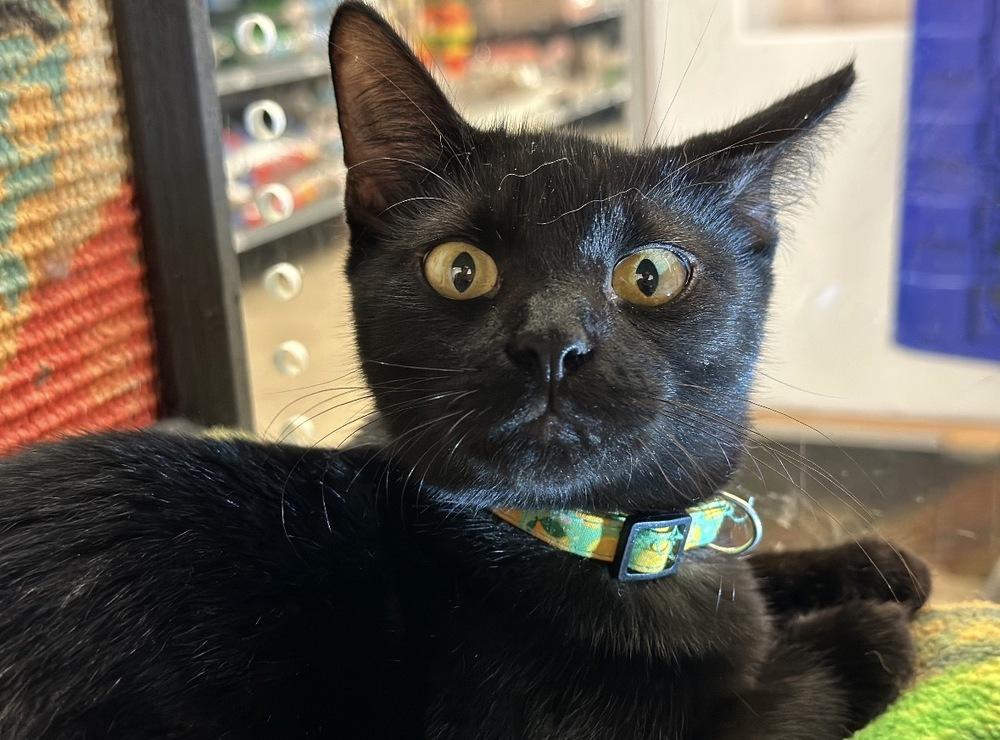 Enlarge Cordelia, a Adoptable Domestic Short Hair in Deland, FL image 2/4