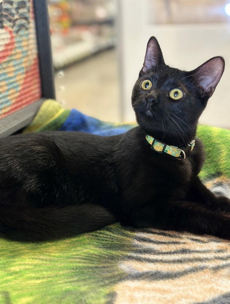 Enlarge Cordelia, a Adoptable Domestic Short Hair in Deland, FL image 3/4
