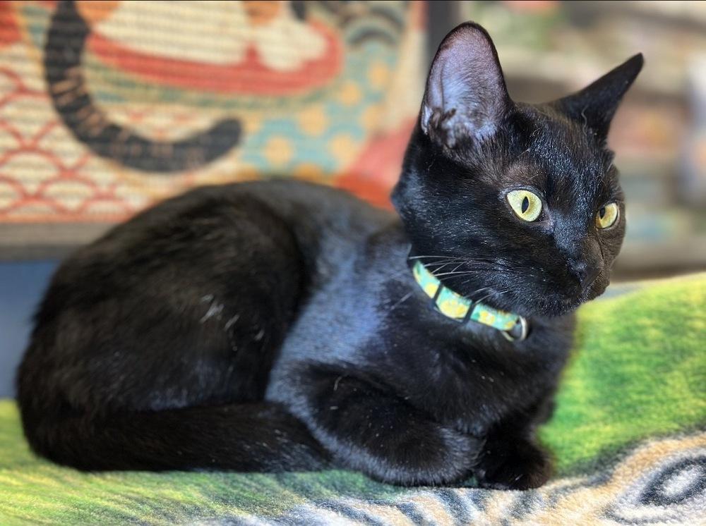 Enlarge Cordelia, a Adoptable Domestic Short Hair in Deland, FL image 4/4