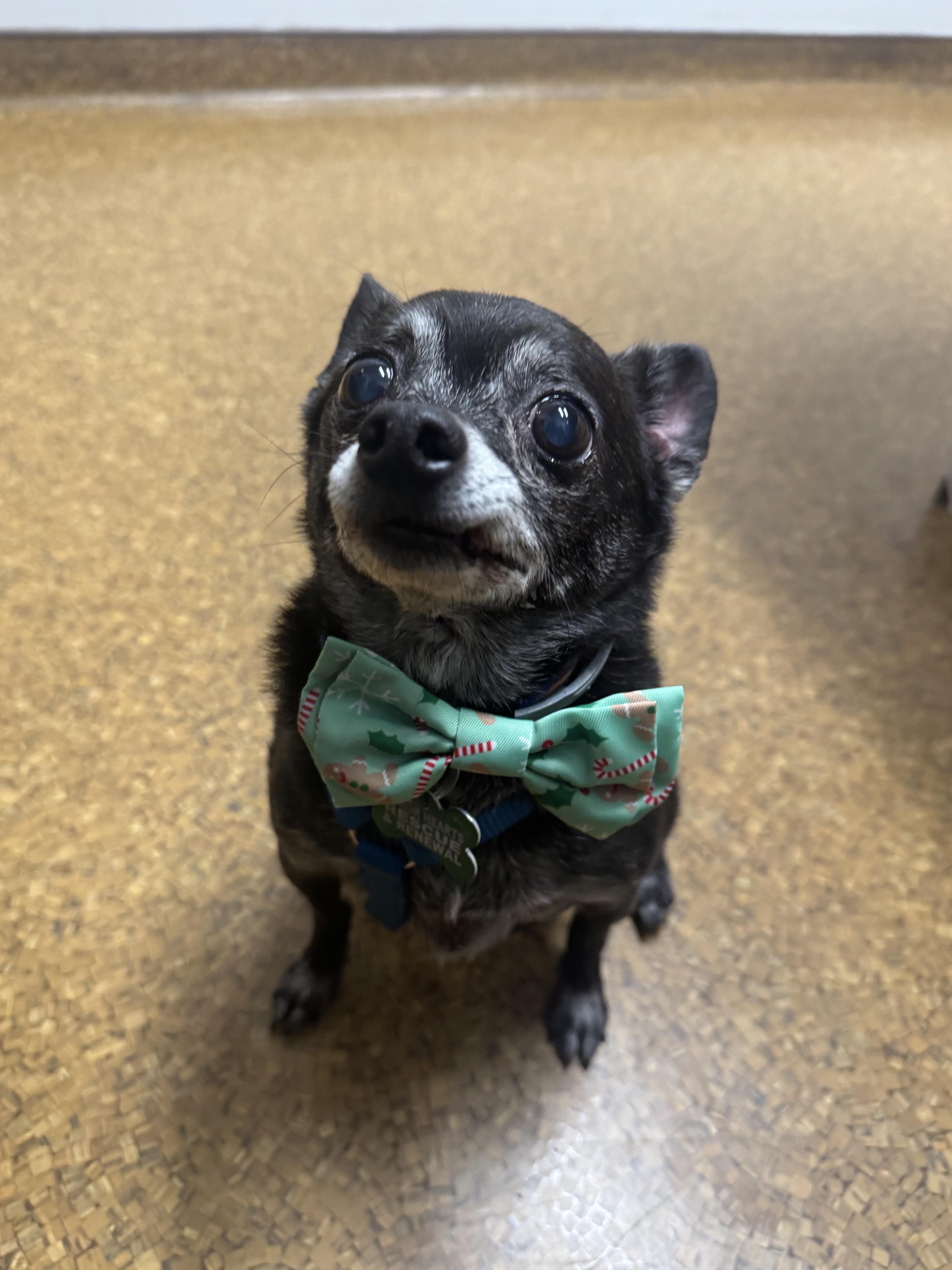 Enlarge Mylo, a Adoptable Chihuahua in Bradfordwoods, PA image 5/5