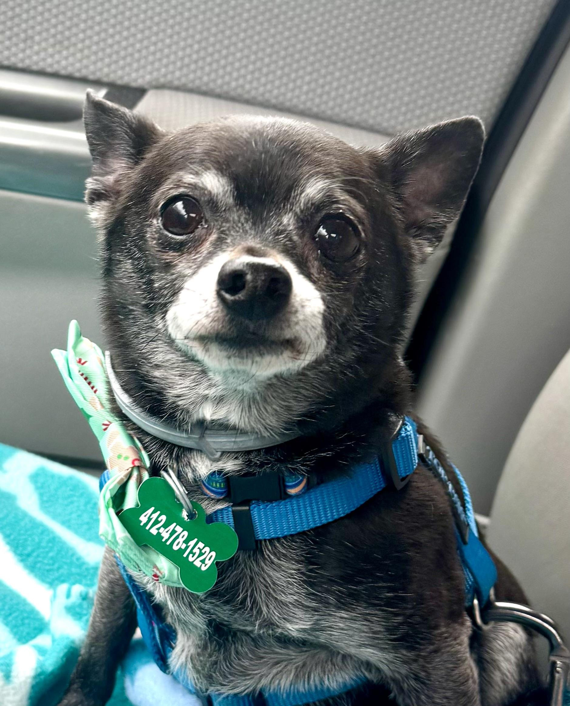 Enlarge Mylo, a Adoptable Chihuahua in Bradfordwoods, PA image 1/5