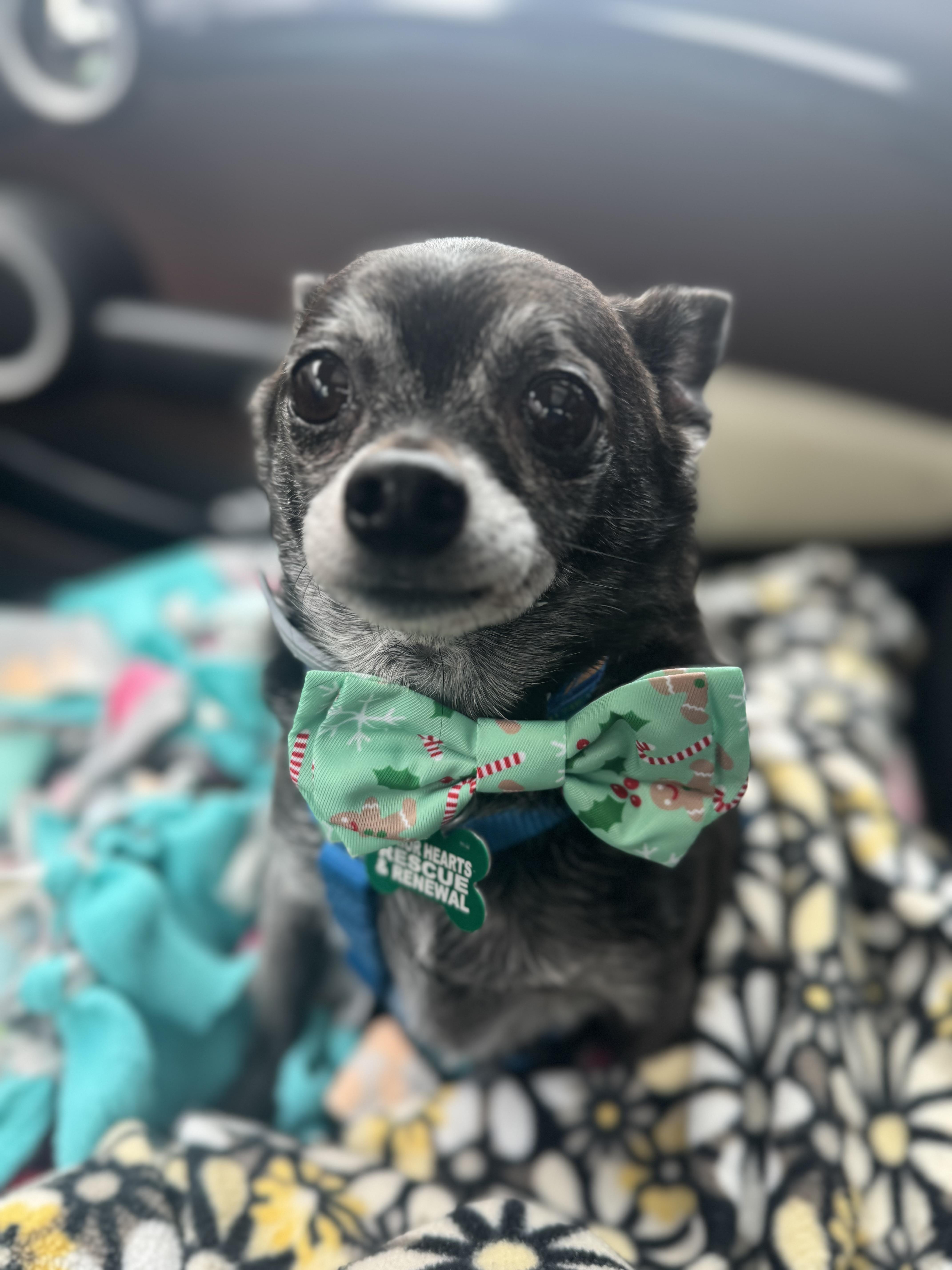 Enlarge Mylo, a Adoptable Chihuahua in Bradfordwoods, PA image 4/5