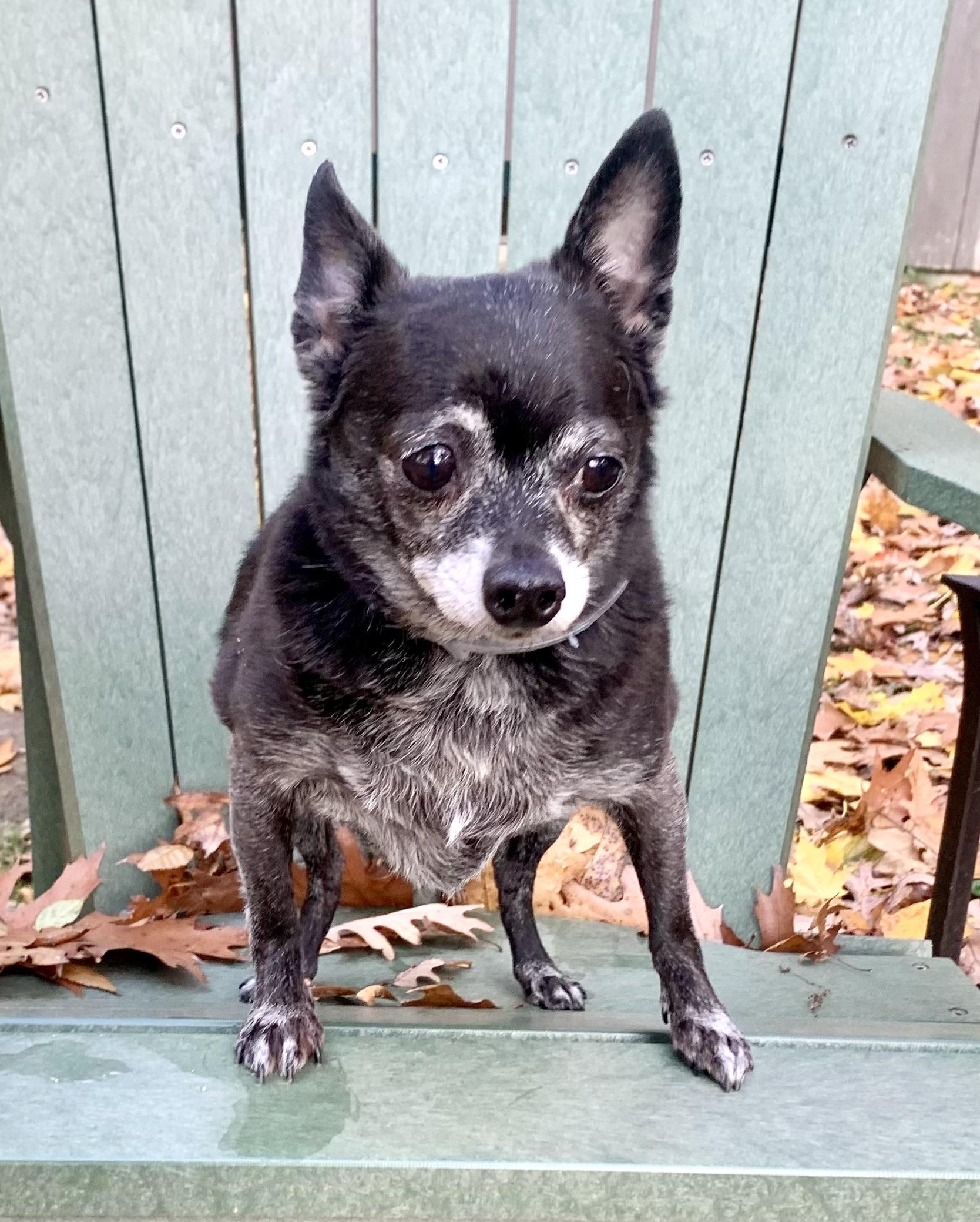 Enlarge Mylo, a Adoptable Chihuahua in Bradfordwoods, PA image 3/5