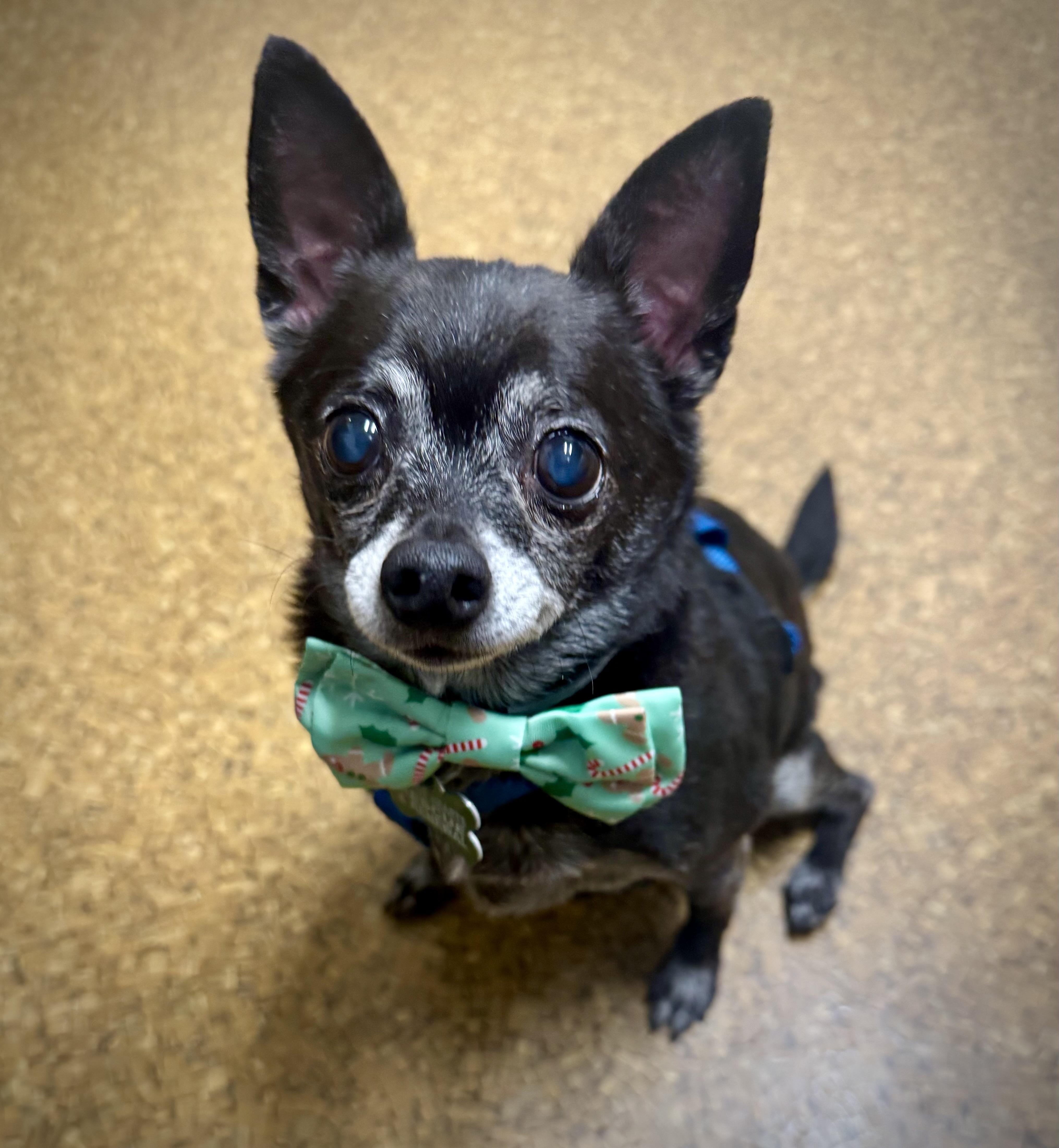 Enlarge Mylo, a Adoptable Chihuahua in Bradfordwoods, PA image 2/5
