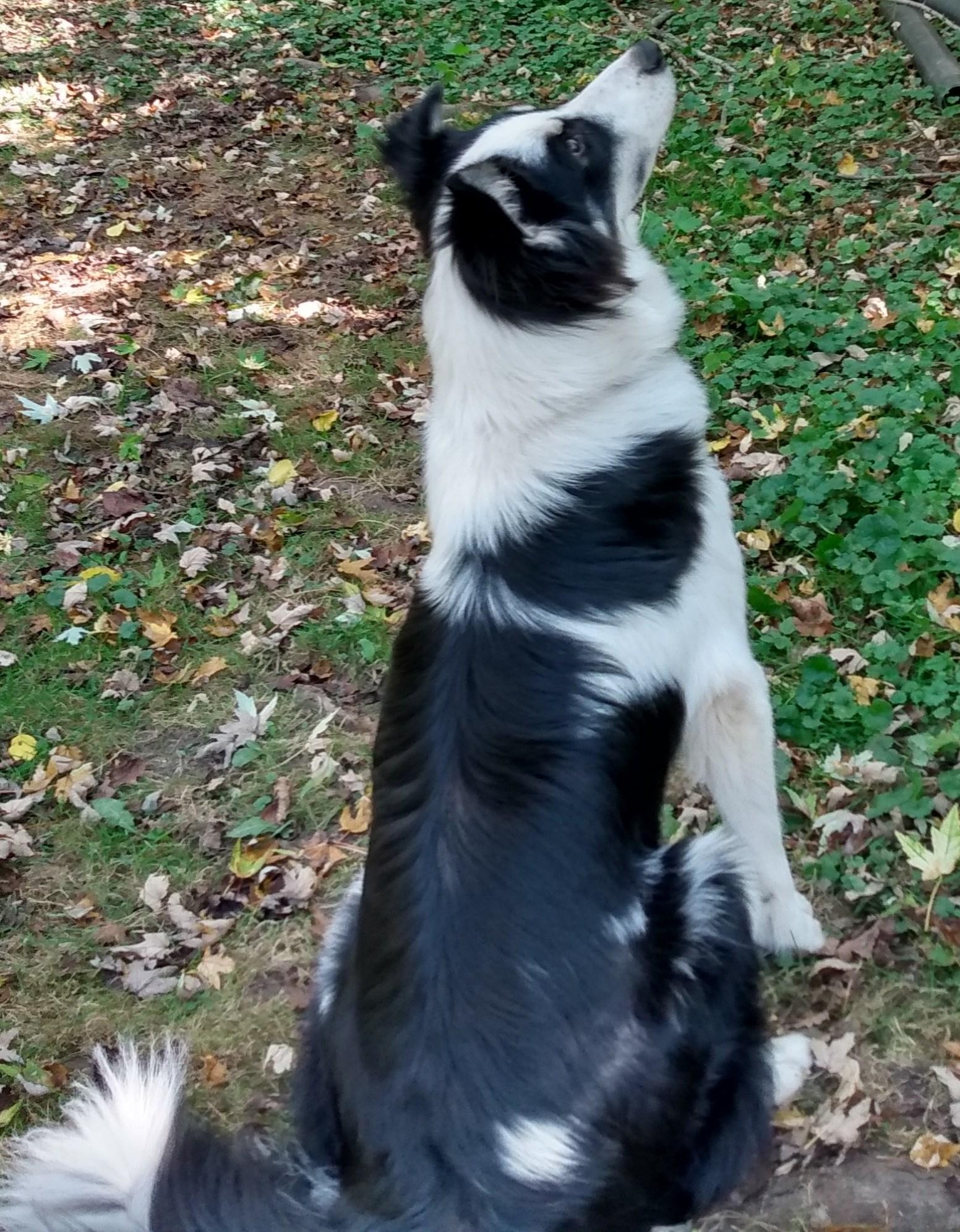 Enlarge Flash, a Adoptable mixed breed in Lansing, MI image 3/4