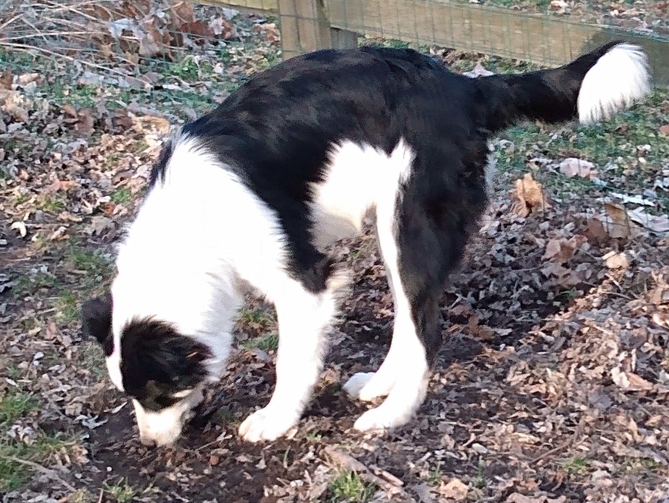 Enlarge Flash, a Adoptable mixed breed in Lansing, MI image 4/4