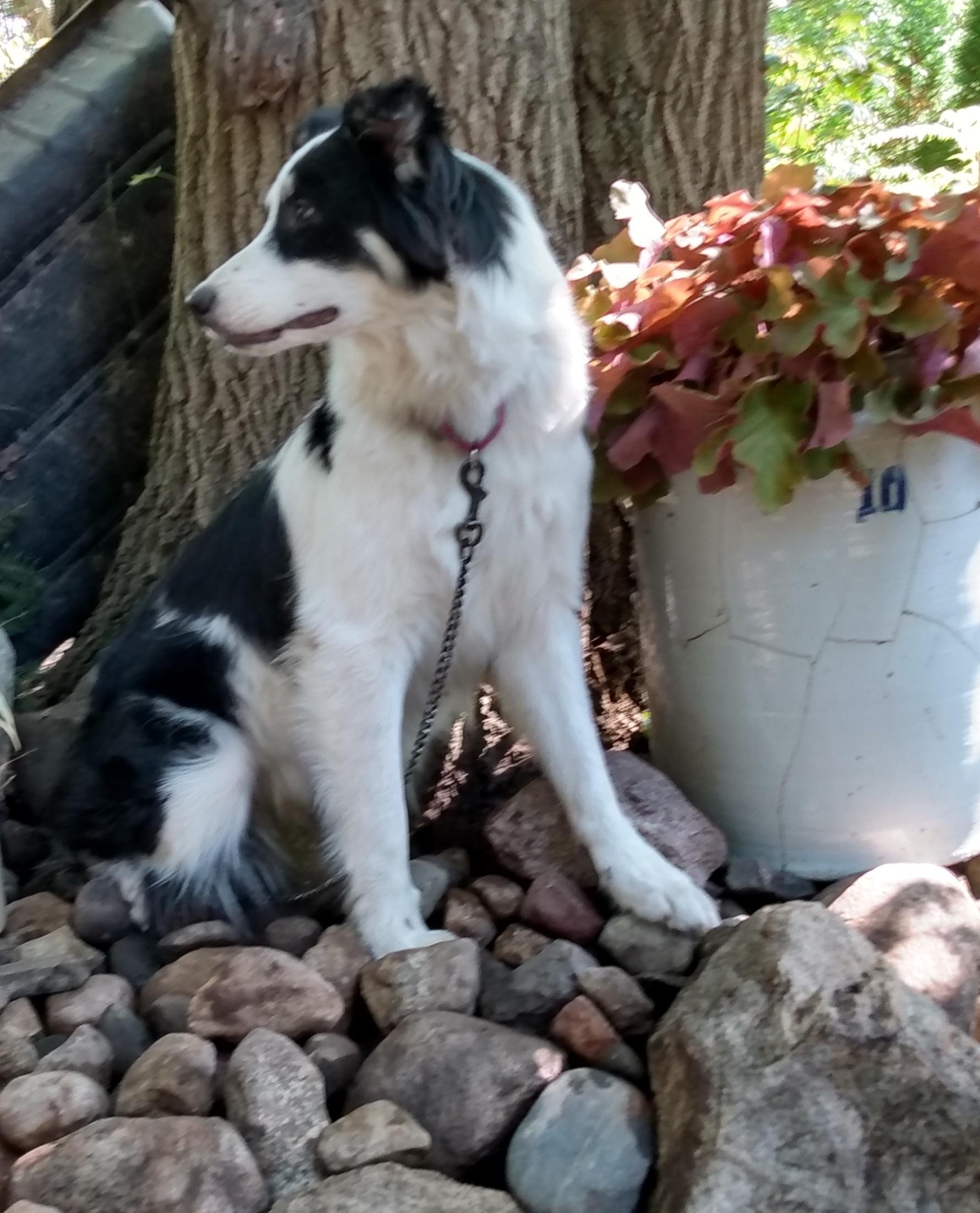 Flash, Adoptable, Adult Male Australian Shepherd & Australian Cattle Dog / Blue Heeler.