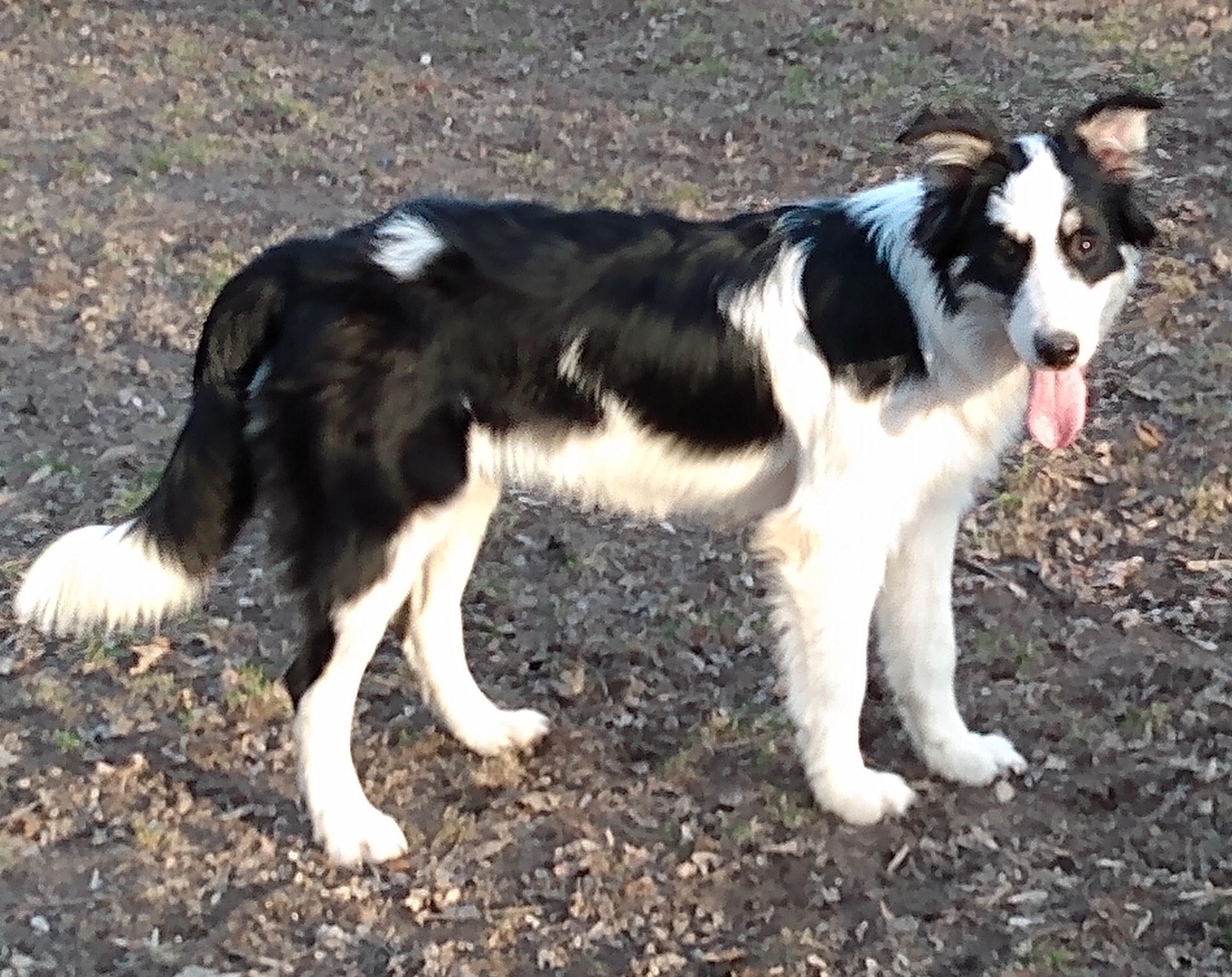 Enlarge Flash, a Adoptable mixed breed in Lansing, MI image 2/4