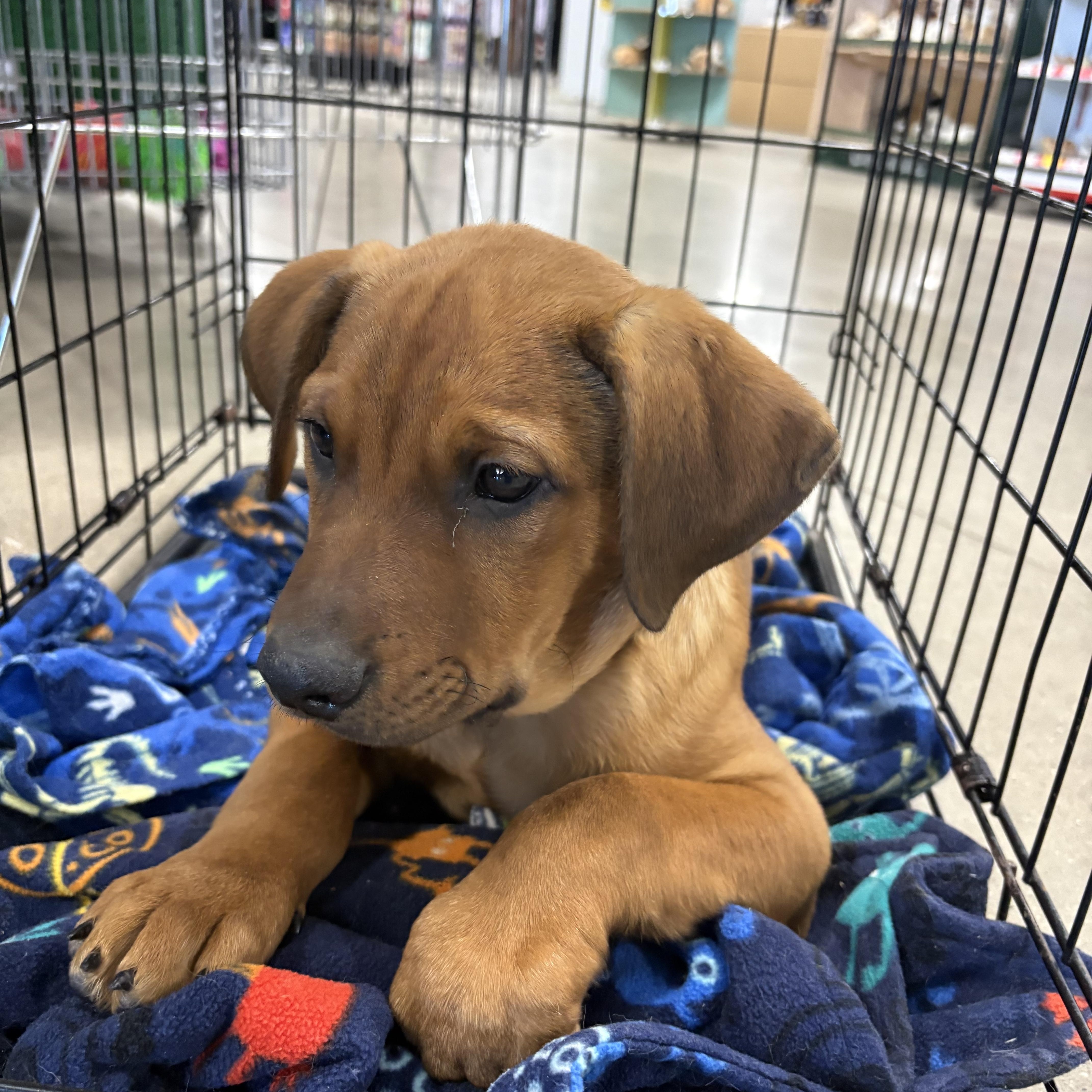 Male pup , ADOPTABLE, Young Male Terrier.