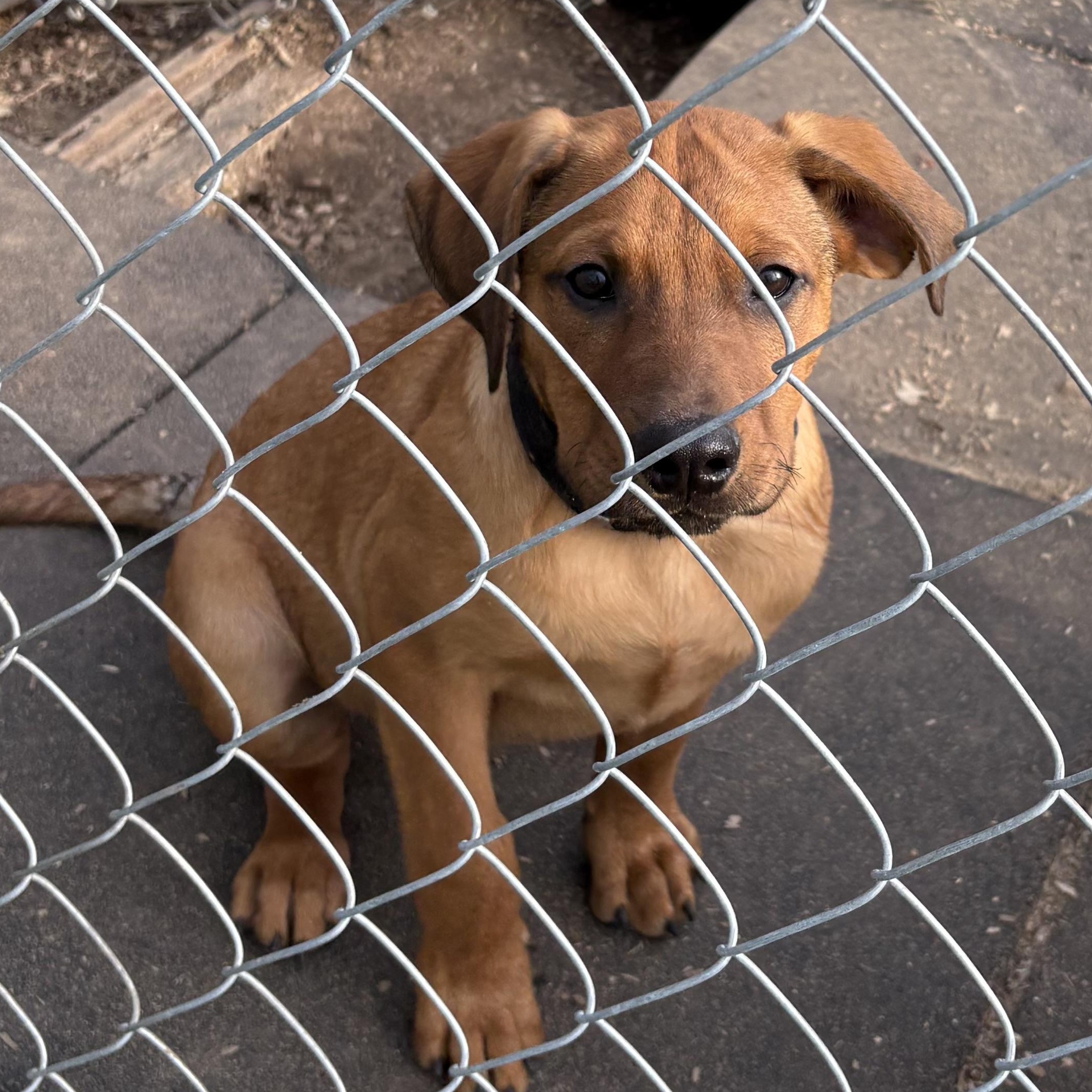 Enlarge Male pup , a ADOPTABLE mixed breed in Coldwater, MI image 2/2