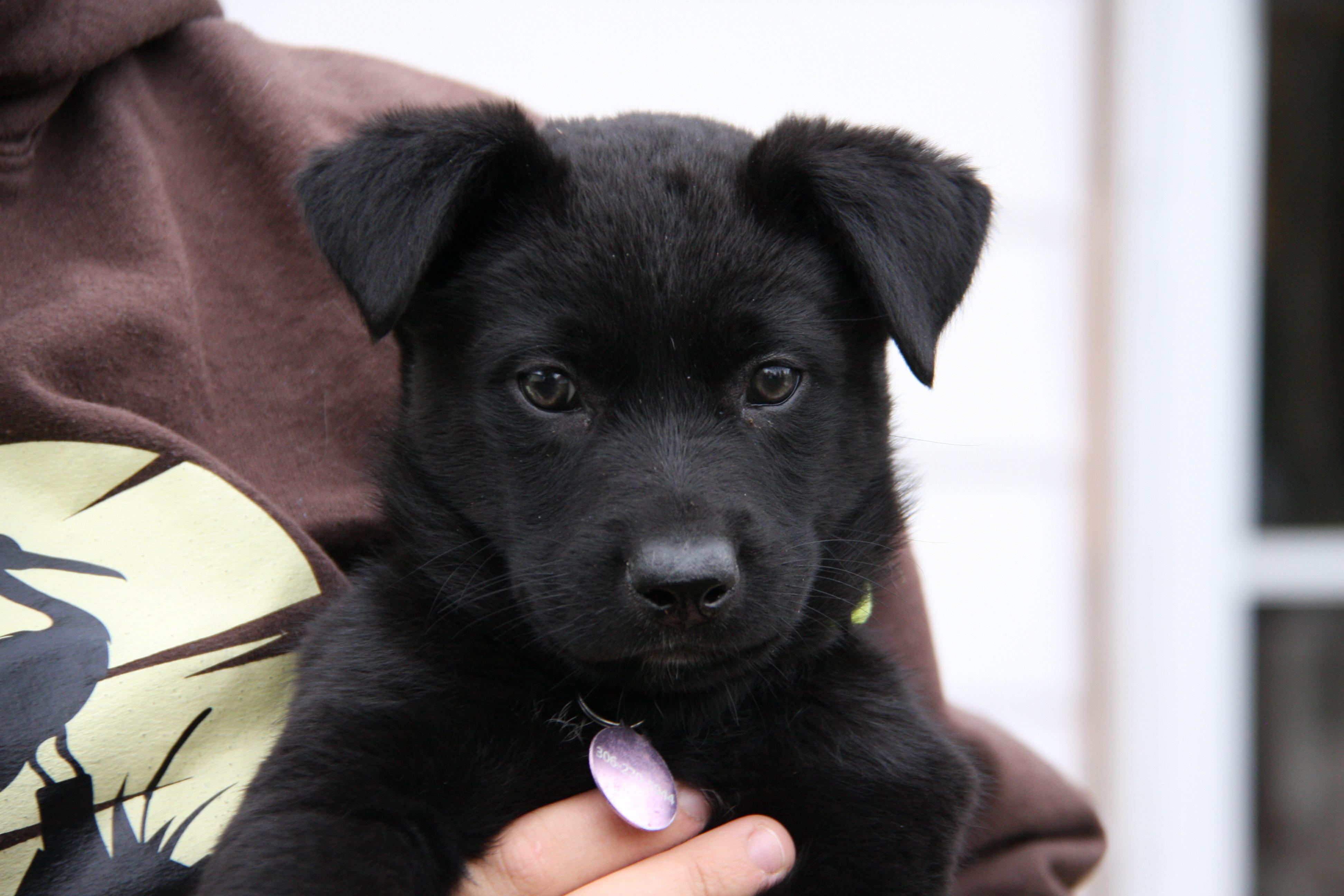 Black Jack, a Adoptable Mixed Breed in Saskatoon, SK image 2/6
