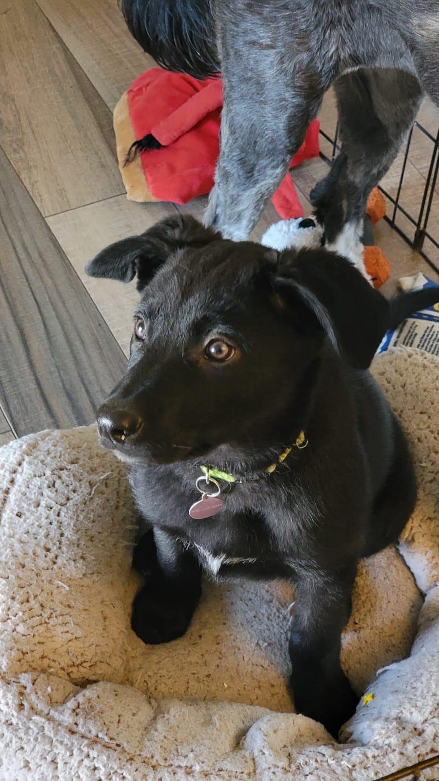 Black Jack, Adoptable, Puppy Male Mixed Breed.