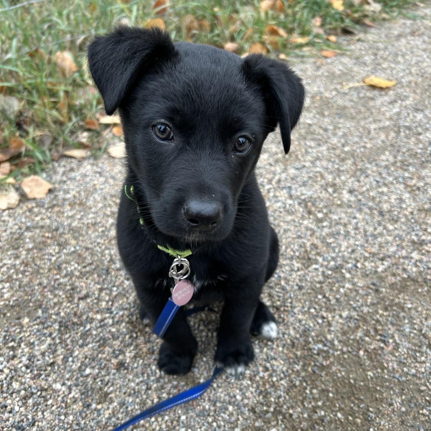 Black Jack, a Adoptable Mixed Breed in Saskatoon, SK image 3/6