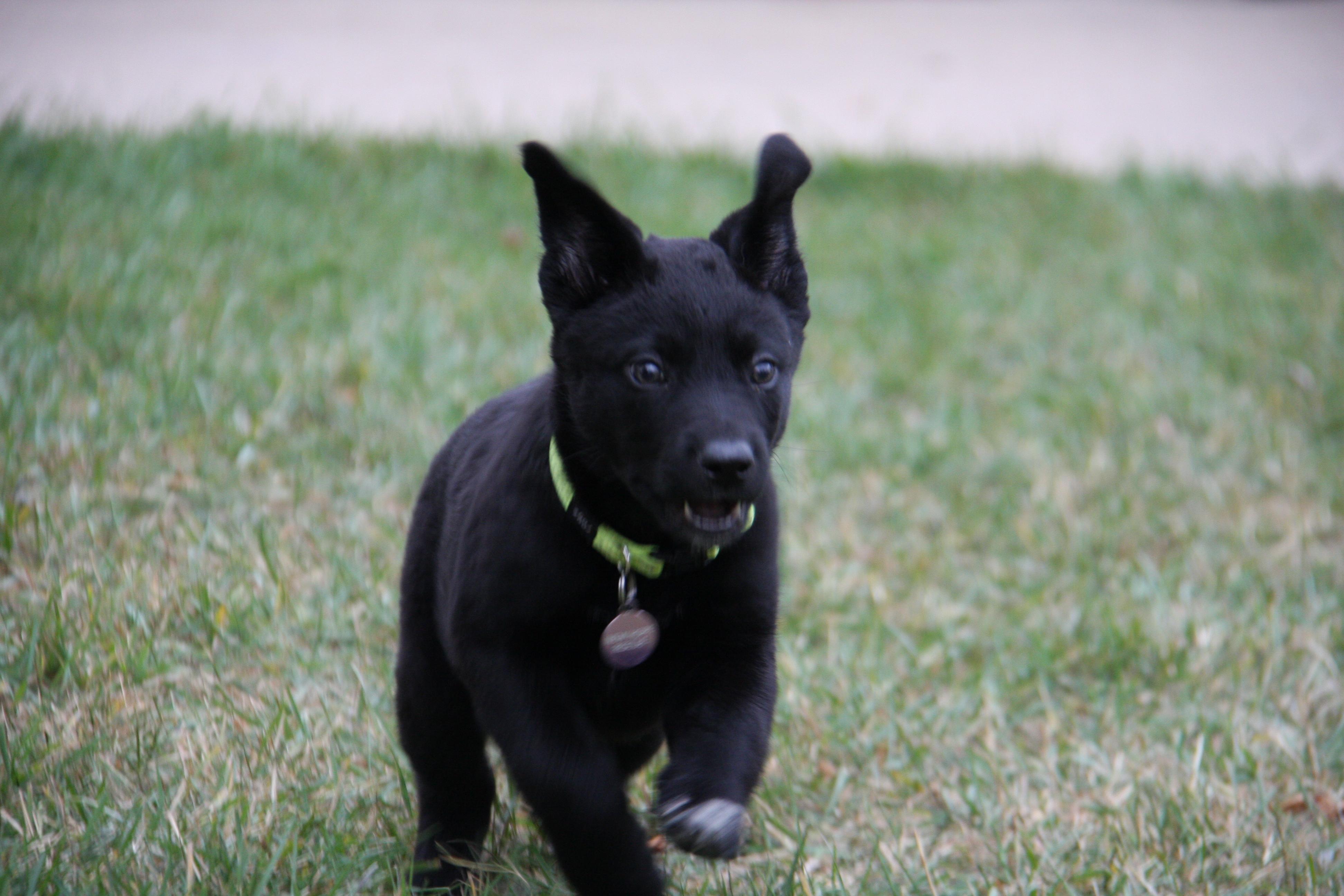 Black Jack, a Adoptable Mixed Breed in Saskatoon, SK image 4/6