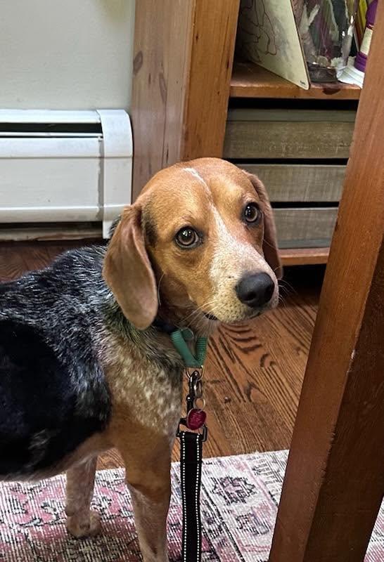 Romeo, ADOPTABLE, Adult Male Beagle.