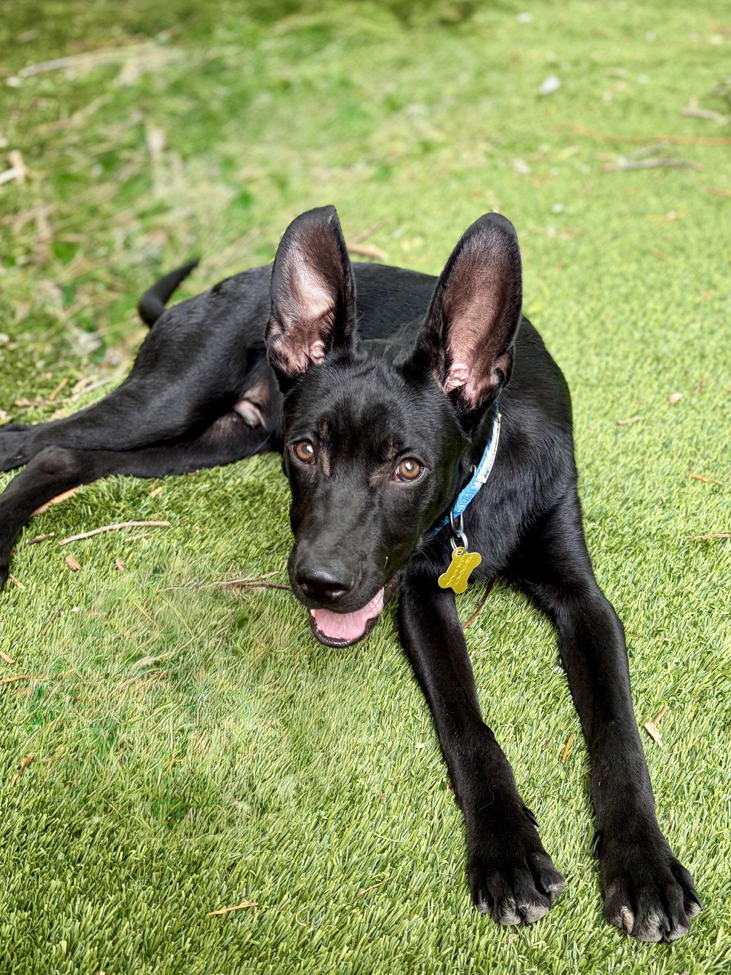 Cobi, Adoptable, Young Male Australian Cattle Dog / Blue Heeler.