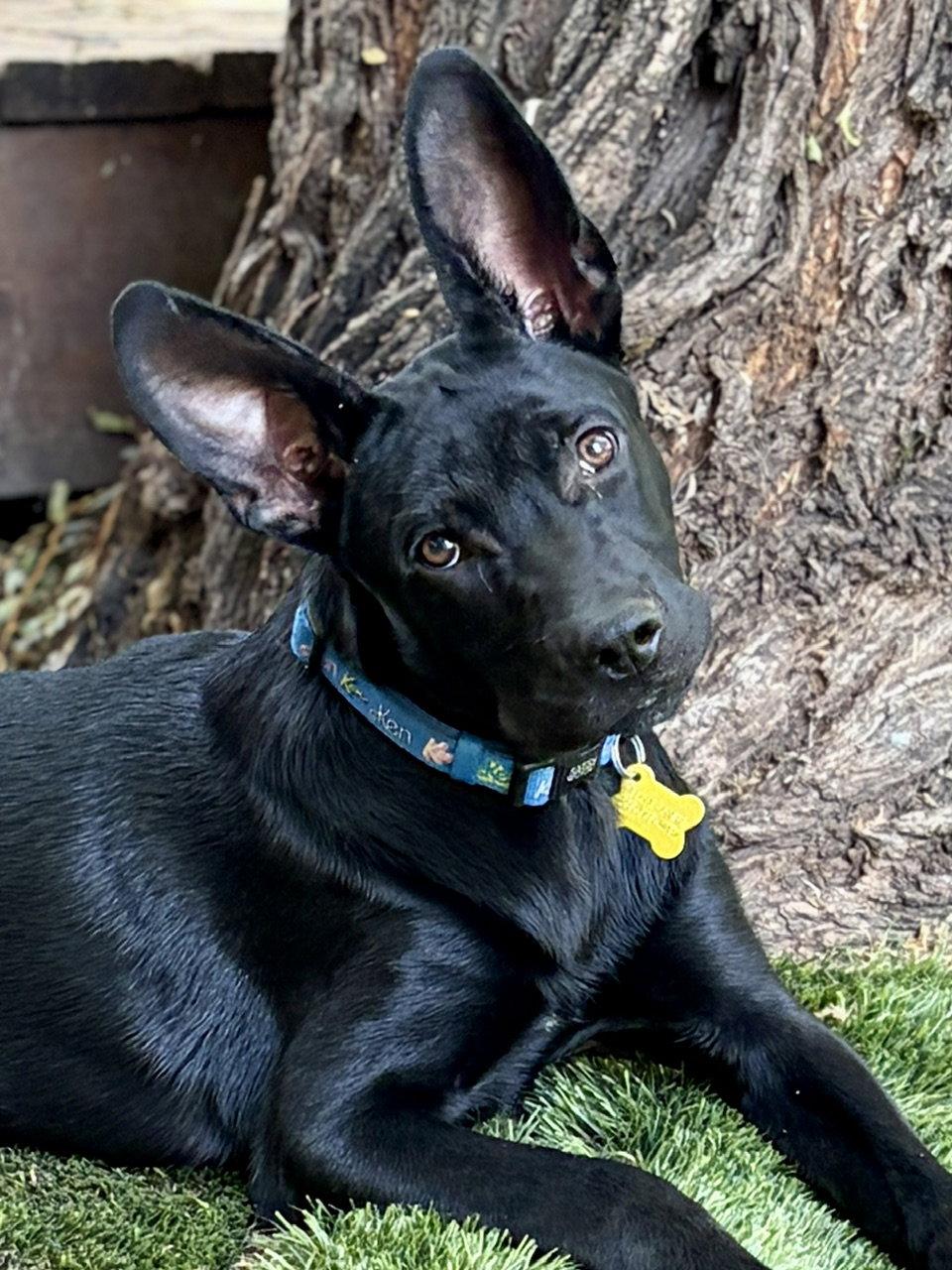 Enlarge Cobi, a Adoptable Australian Cattle Dog / Blue Heeler in Salt Lake City, UT image 2/3