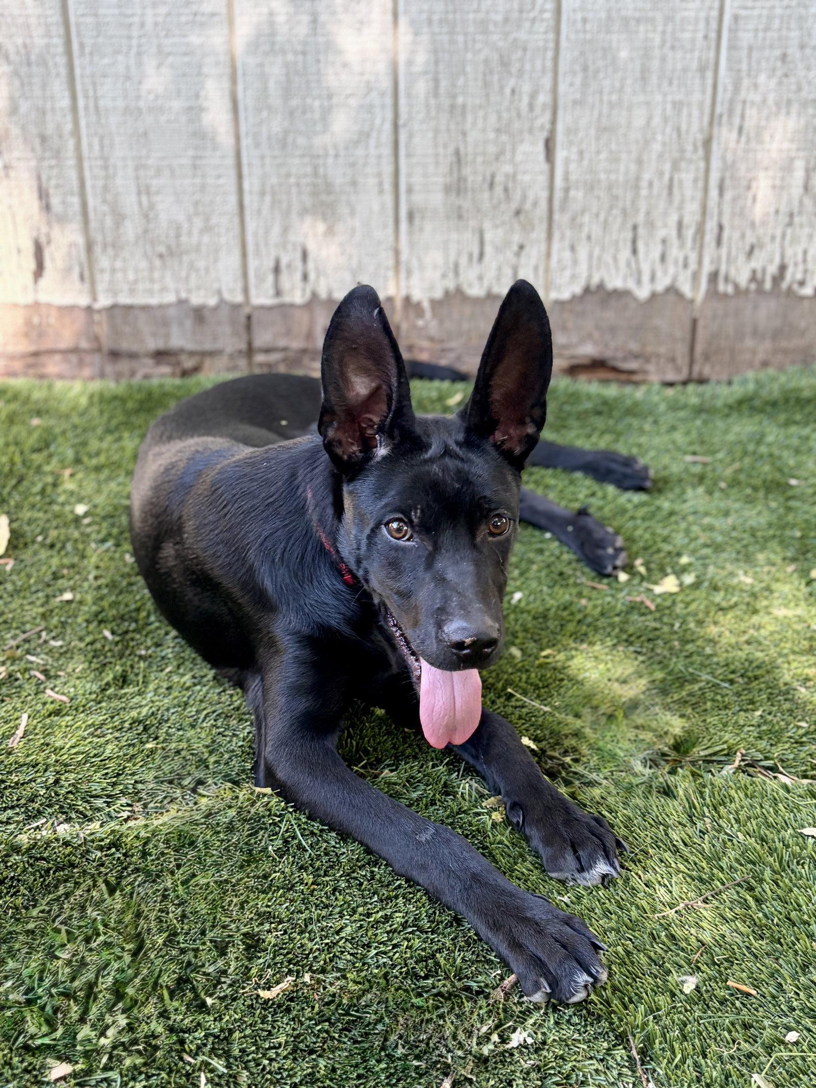 Enlarge Cobi, a Adoptable Australian Cattle Dog / Blue Heeler in Salt Lake City, UT image 3/3