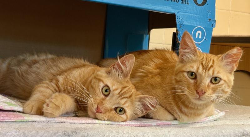 Purrseus, Adoptable, Young Male Domestic Medium Hair.