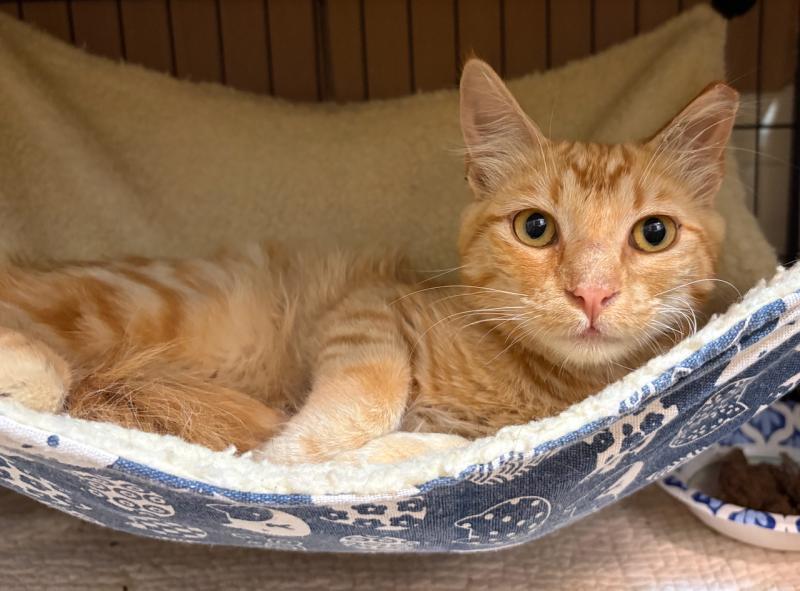 Purrseus, a Adoptable Domestic Medium Hair in Palo Alto, CA image 2/2