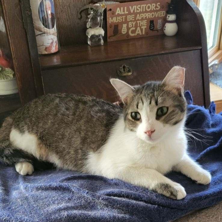 Enlarge Tasman, a Adoptable Domestic Short Hair in Owatonna, MN image 3/5