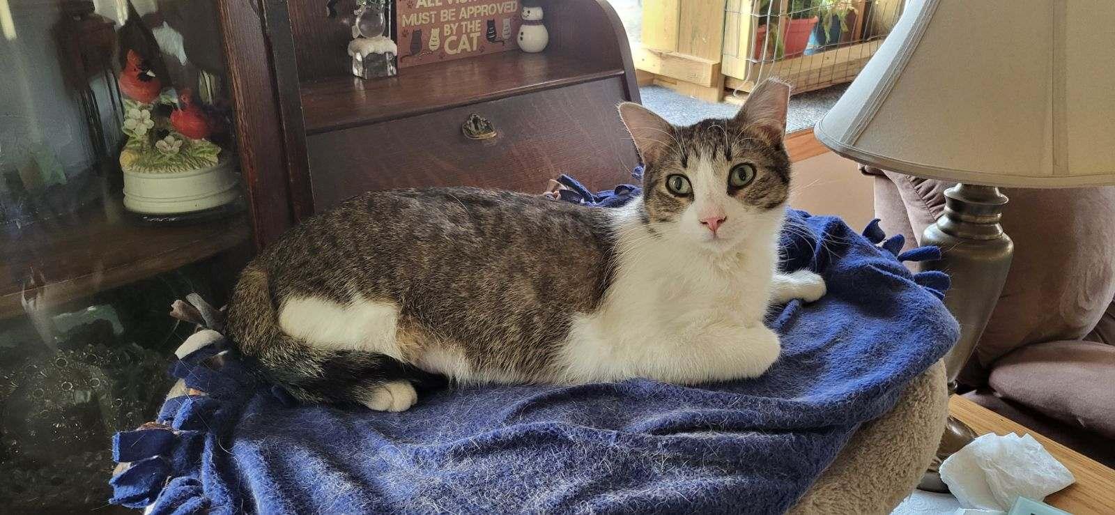 Enlarge Tasman, a Adoptable Domestic Short Hair in Owatonna, MN image 2/5