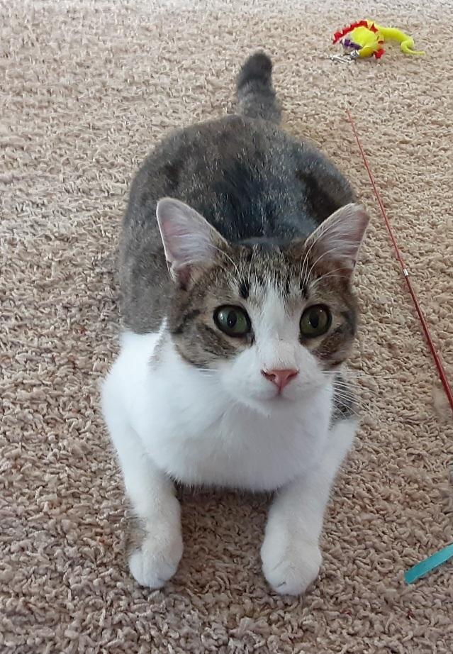 Enlarge Tasman, a Adoptable Domestic Short Hair in Owatonna, MN image 4/5