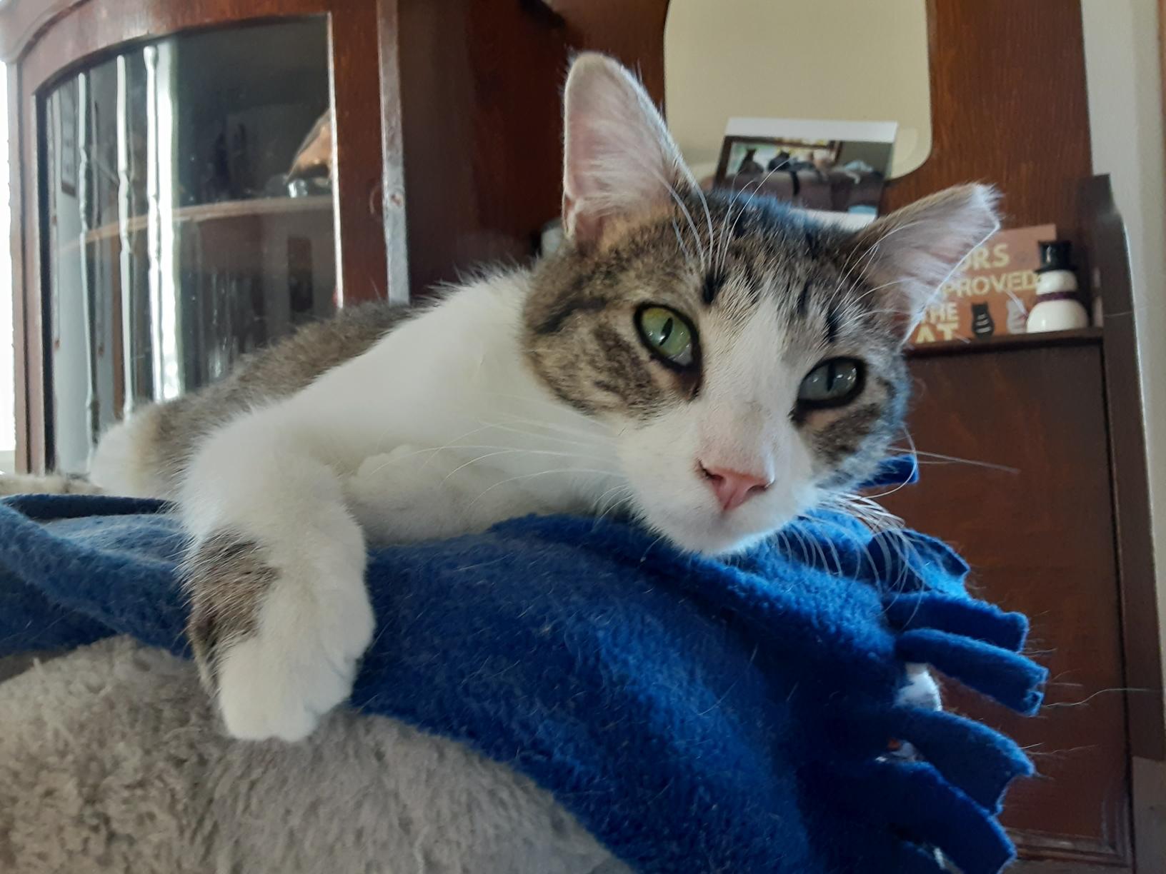 Enlarge Tasman, a Adoptable Domestic Short Hair in Owatonna, MN image 1/5