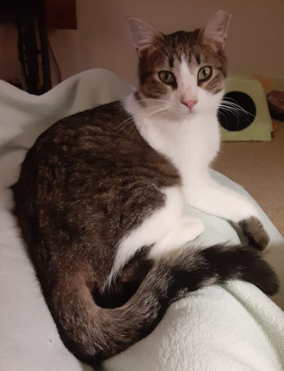 Enlarge Tasman, a Adoptable Domestic Short Hair in Owatonna, MN image 5/5