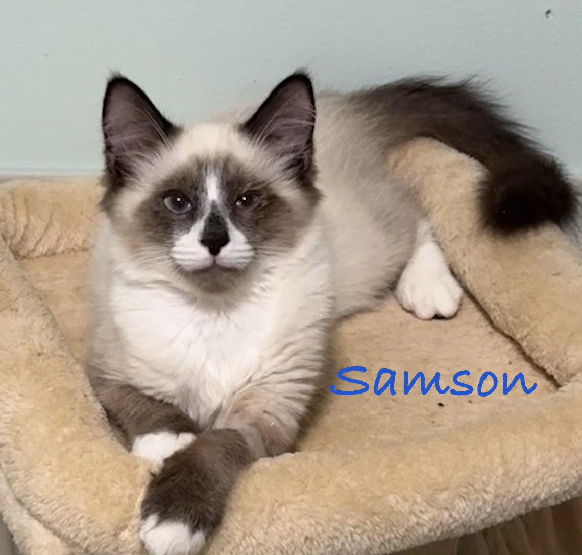 Samson, Adopted, Young Male Domestic Medium Hair & Siamese.
