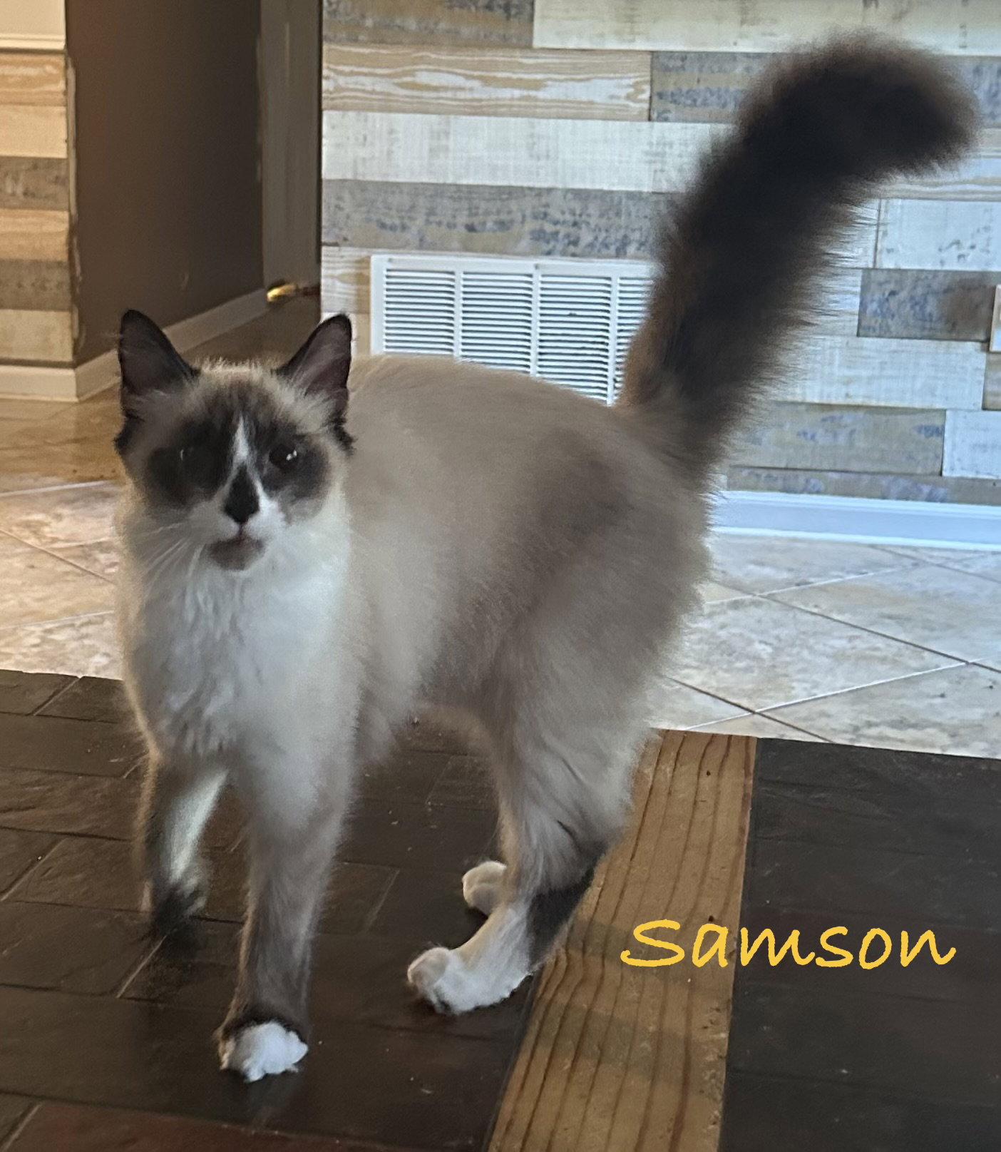 Enlarge Samson, a Adopted mixed breed in Longwood, FL image 2/3