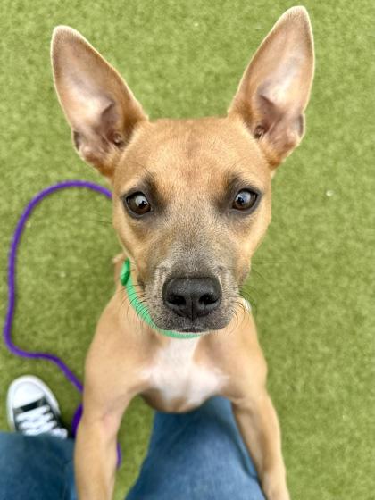 San Fran, Adoptable, Young Female Mixed Breed & Mixed Breed.