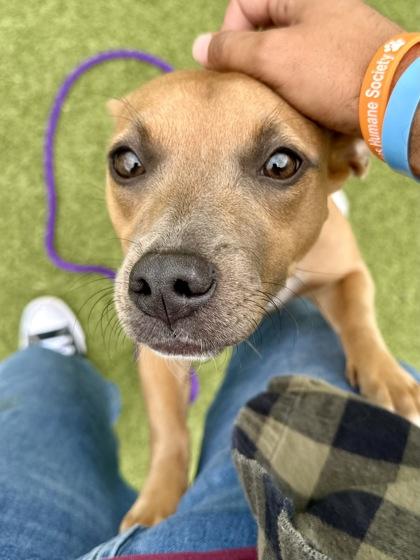 San Fran, a Adoptable mixed breed in Wichita, KS image 2/3