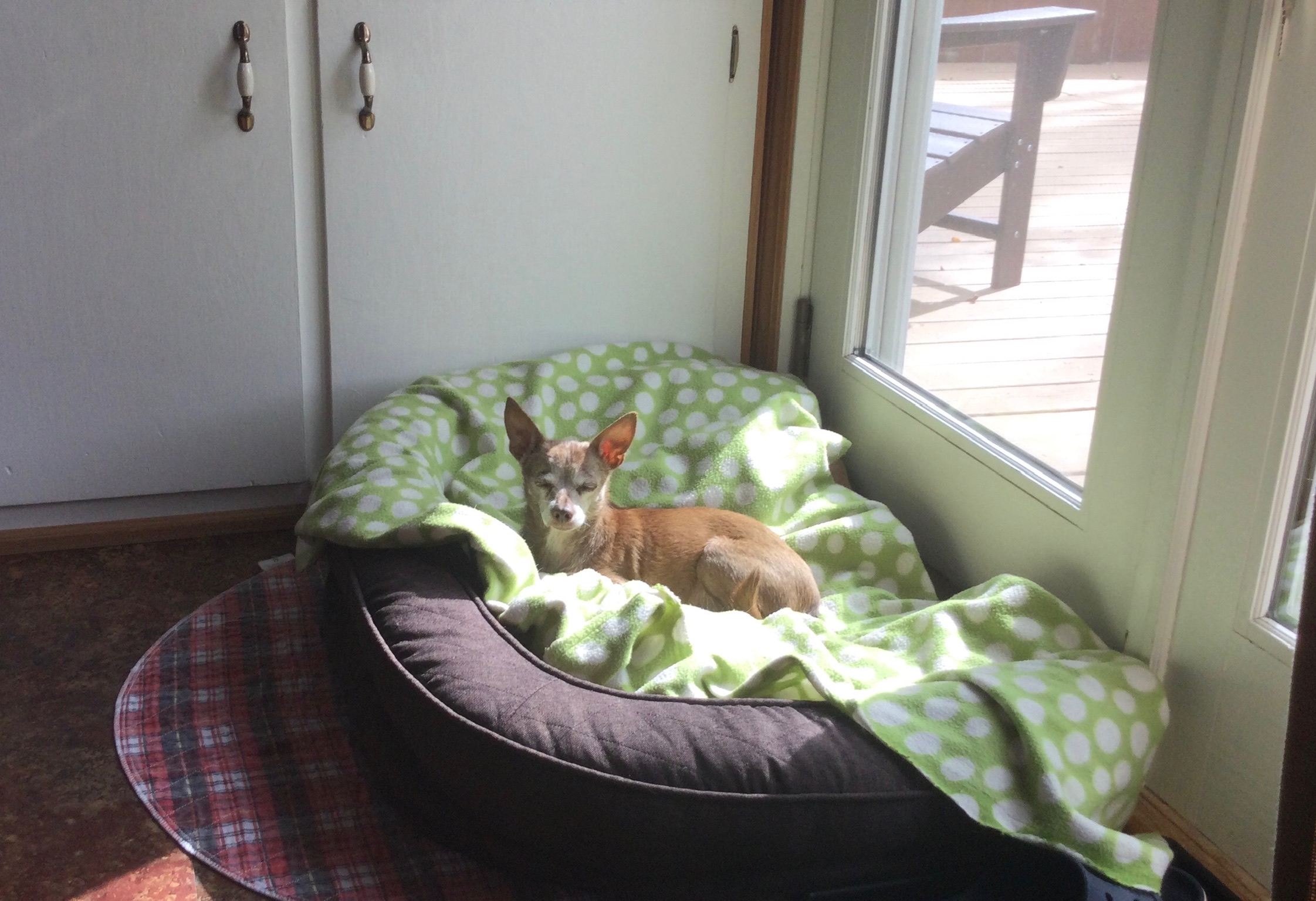 Enlarge Lucy, an adopted Chihuahua in Dayton, OH image 1/5