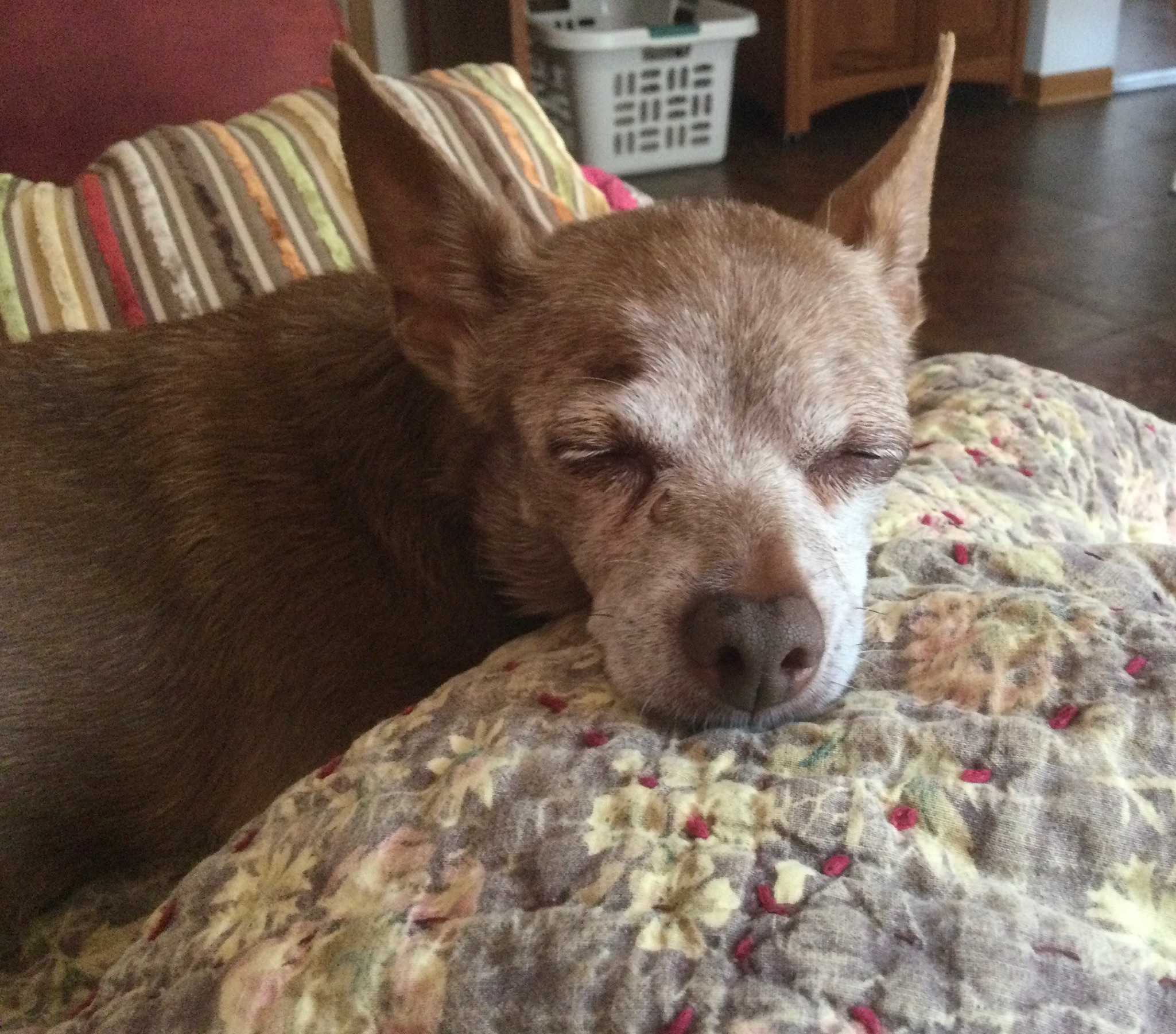 Enlarge Lucy, an adopted Chihuahua in Dayton, OH image 3/5