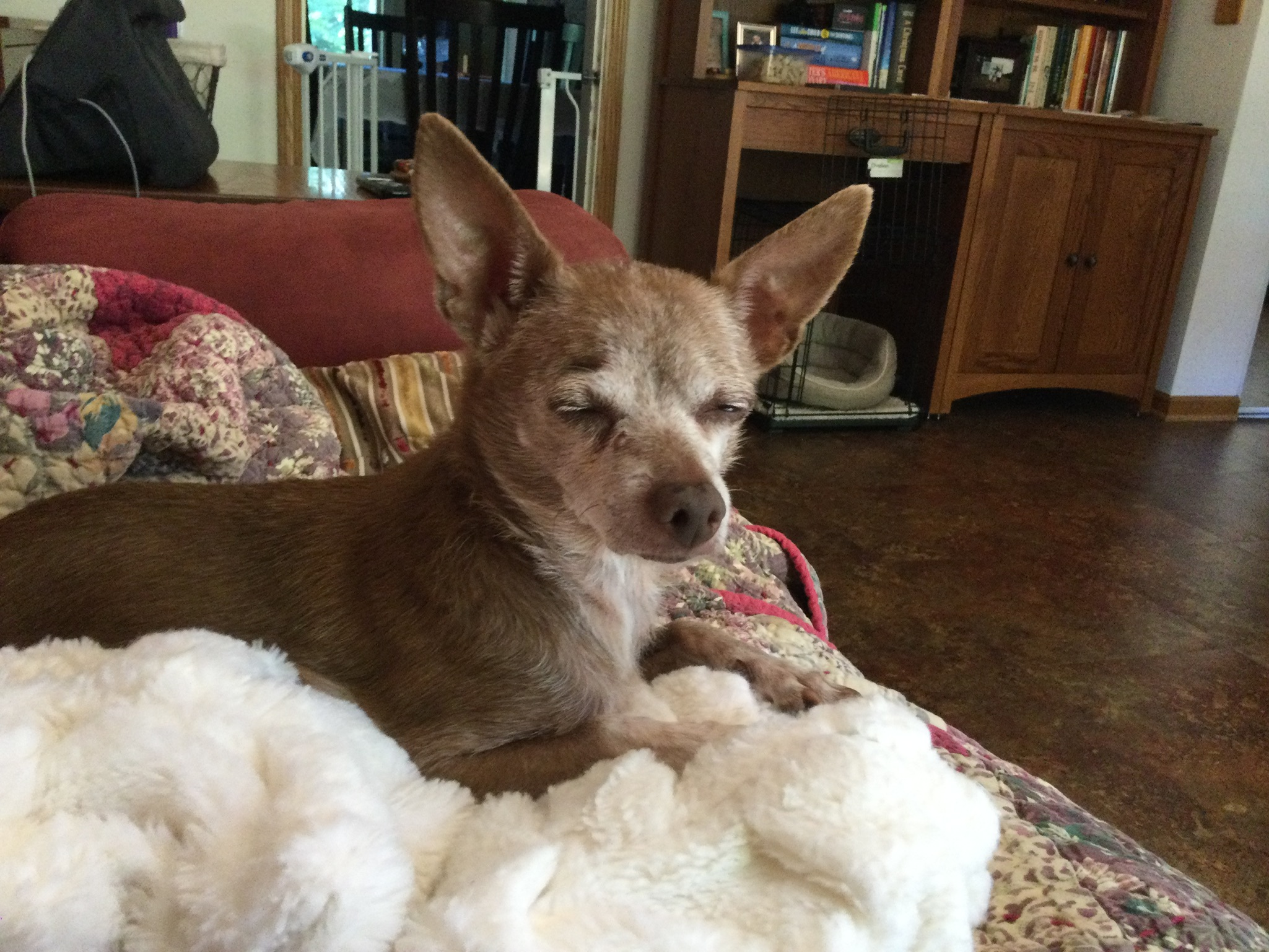 Enlarge Lucy, an adopted Chihuahua in Dayton, OH image 4/5